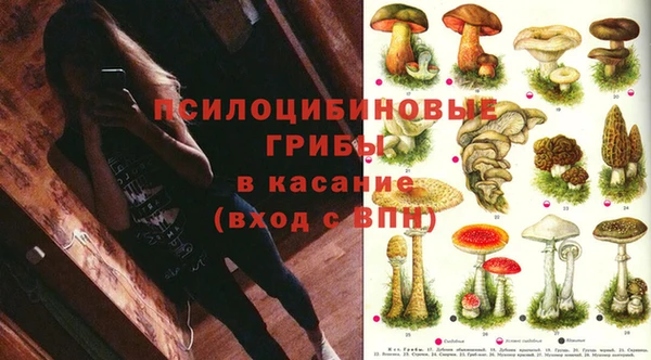 гашик Алексин